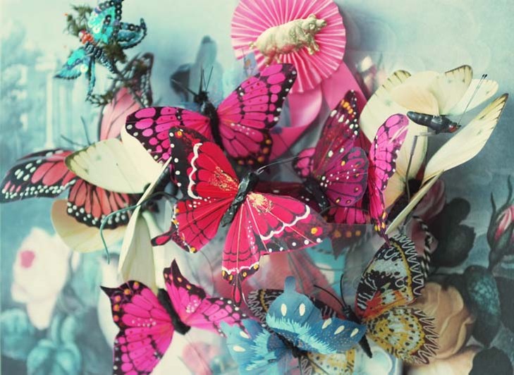 Butterflies_blog_instagram